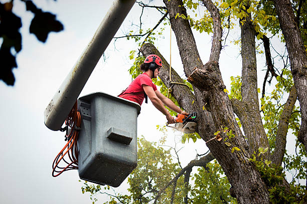 Best Palm Tree Trimming  in Indian Hills, TX